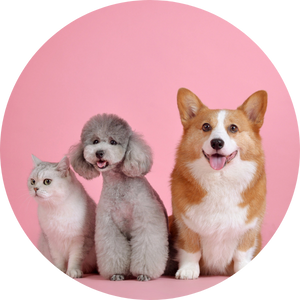 Pet